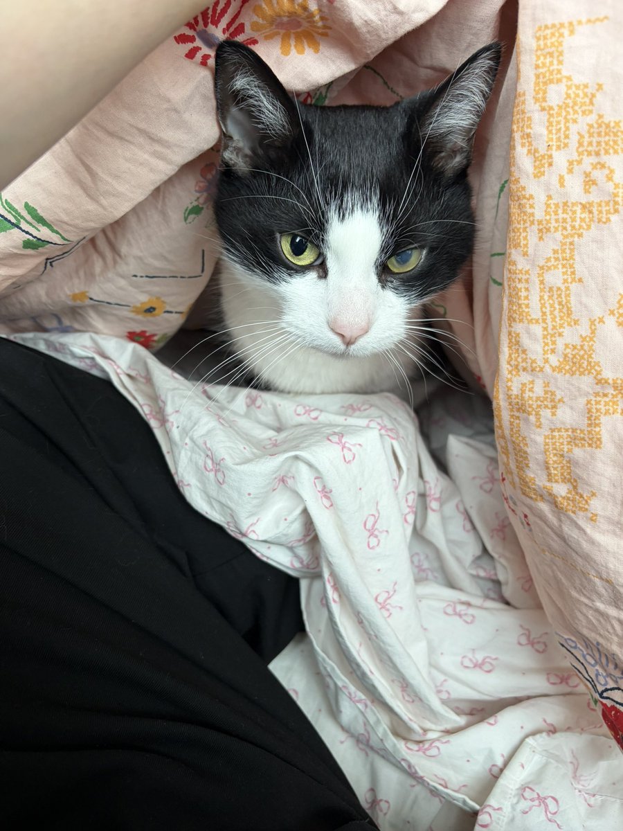 he loves to burrow in da blankets