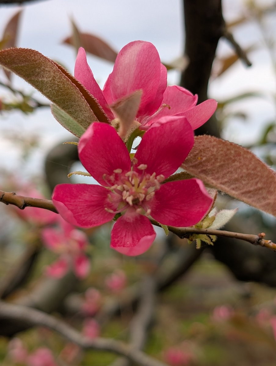 PenGriKeith's tweet image. ①田植えシーズンに備え東山円筒分水槽も本格始動
②道中立ち寄った小さな神社にて
③カリンの花(県薬用植物指導センターにて)
#HDR #サイクリング