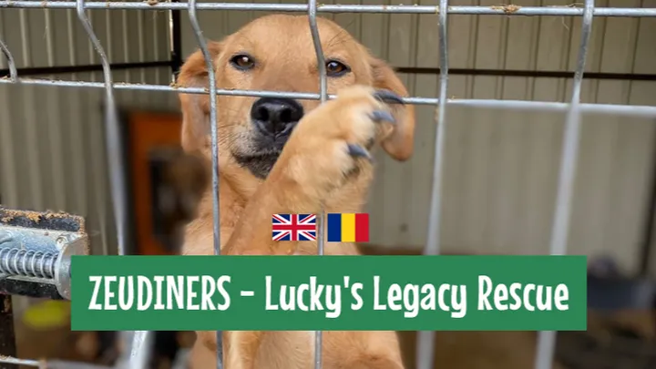 Zeudiners x Lucky's Legacy Rescue

gofundme.com/f/zeudiners-x-…

After Scarlett's 📱, I decided to start a fundraiser for us to support Lucky's Legacy Rescue. They save, rehab and rehome dogs from Romania and also help reduce the stray population through spay and neuter campaigns
