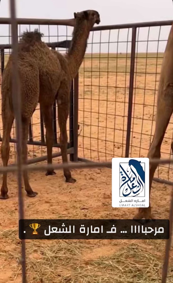 ذيب القحطاني tweet media
