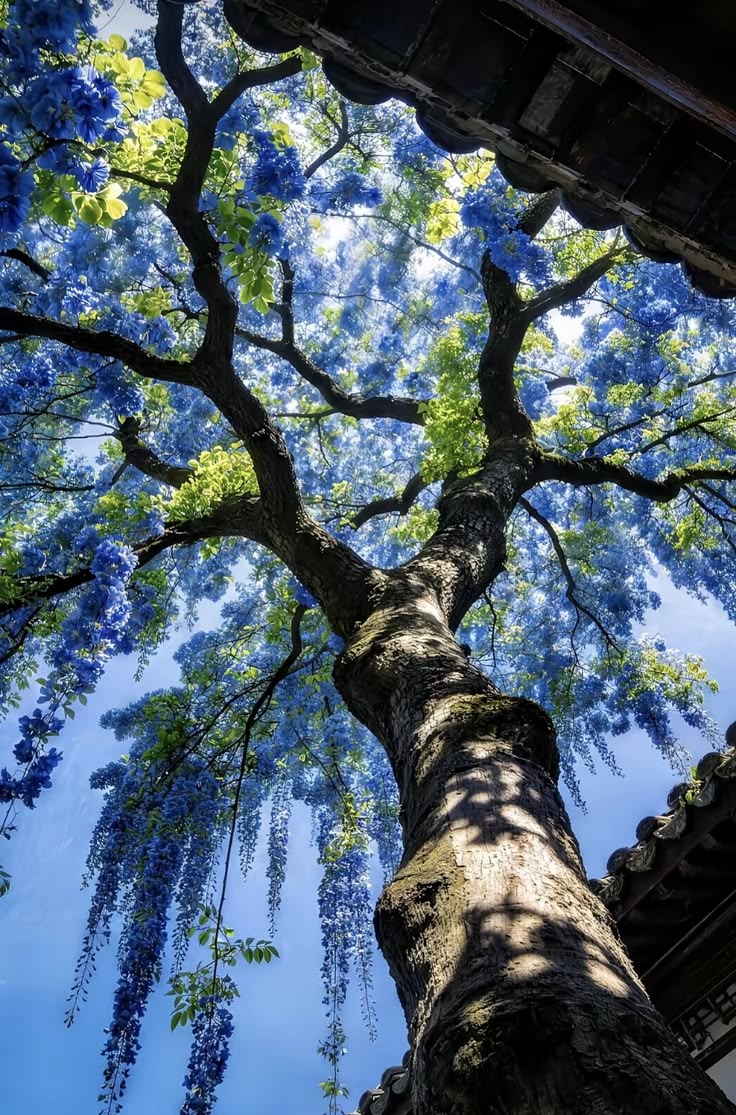 this is Wisteria.

A majestic tree reaching for the sky, draped in blue blossoms.