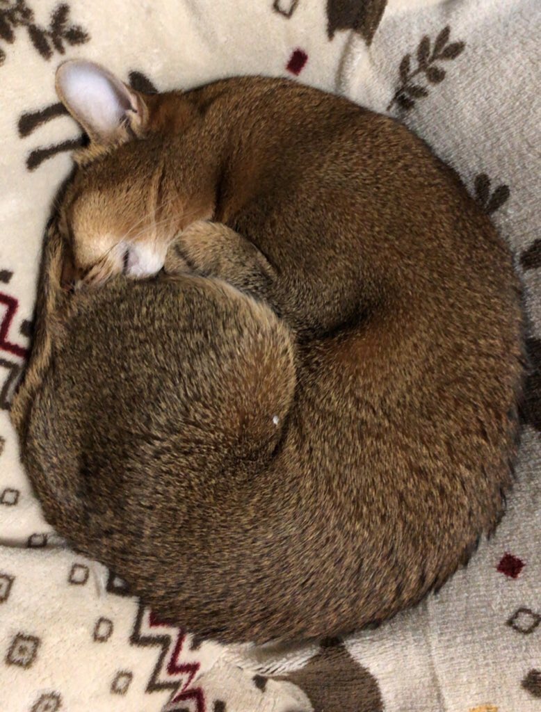 ねこ男爵 tweet media