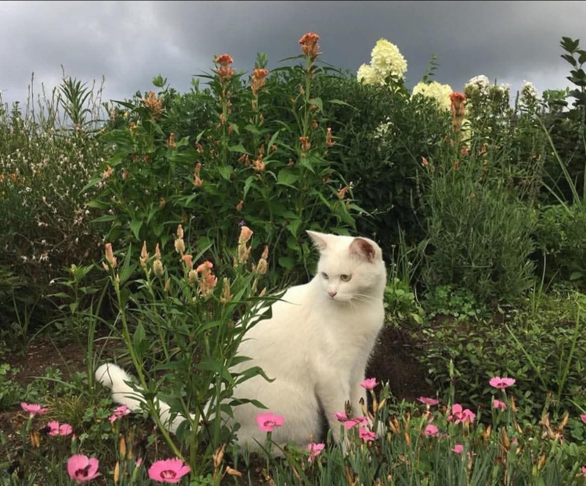 Purely Green tweet media