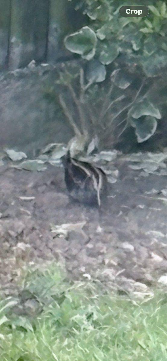 alytig's tweet photo. Does anyone know what type of bird this is. Just spotted in my Mums garden in Norfolk ? https://t.co/o0DKw1nGSM