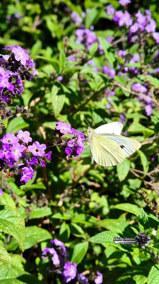 BeyMohamedAmine's tweet image. Peace is not when life calms down.
Peace is when life cannot shake you anymore. 🌼🌅🌴

#HaveAPeachfulDay #goodafthernoon