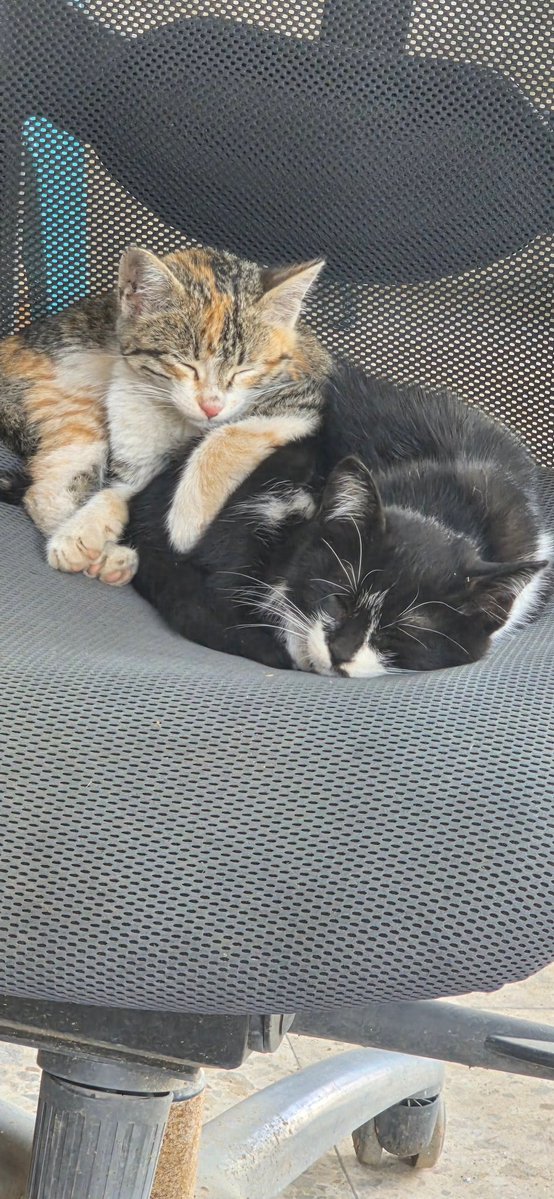 🐾help Animal Gaza🐾 tweet media