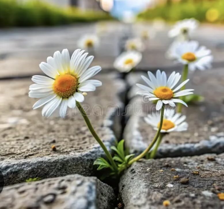 Chicanatravels's tweet image. Women: We are so strong. We are the flowers that break through cement to grow. We bring life into this world. We are life. Don’t forget that. We are so strong that we are a threat to fragile masculinity. We must remain vigilant and help one another. #Women
