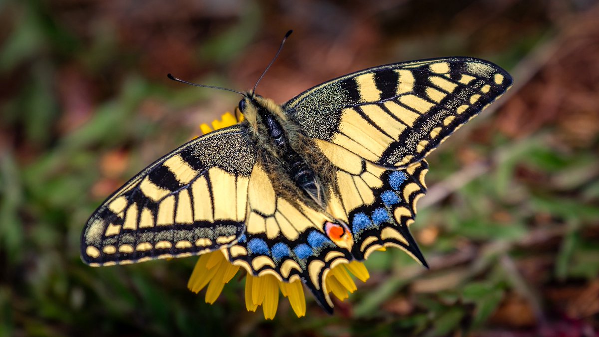 tiefenunscharf's tweet image. Zum ersten Mal in meinem Leben in freier Wildbahn gesehen 😍

📷 #butterfly #yellow #insect #closeup #photography #nature