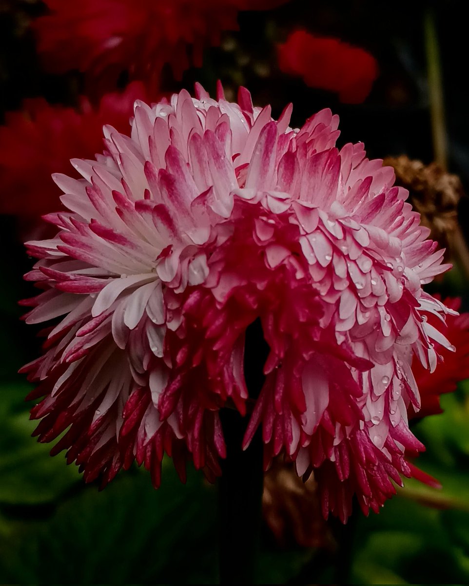 SewellLeigh's tweet image. Up and over 🤩👀

#saturdaymorning #macro #flowers #flowerphotography #gardeningx