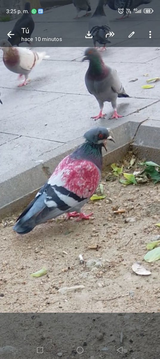 LᎾℬᎯ tweet media