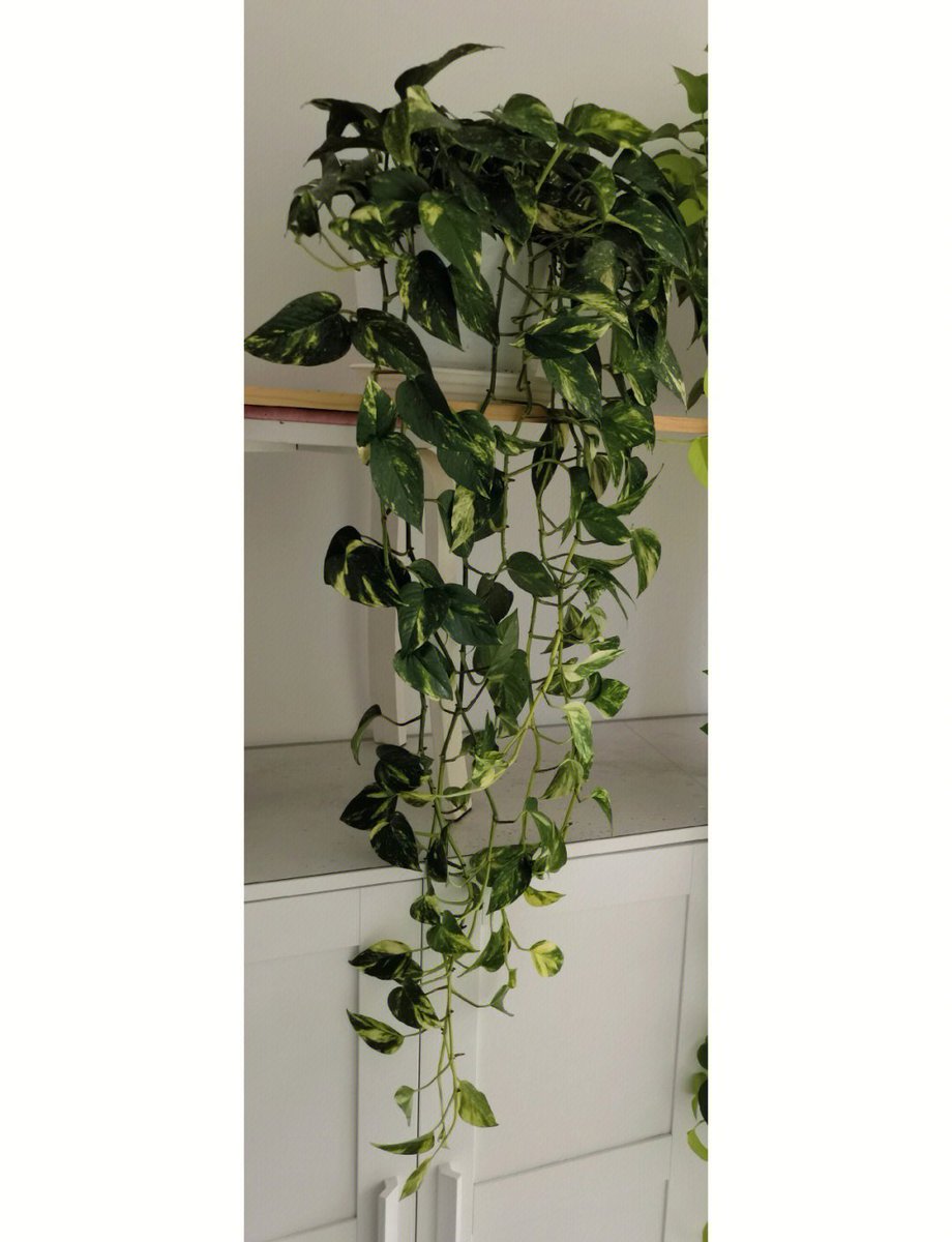 Sherif s Metwally tweet media