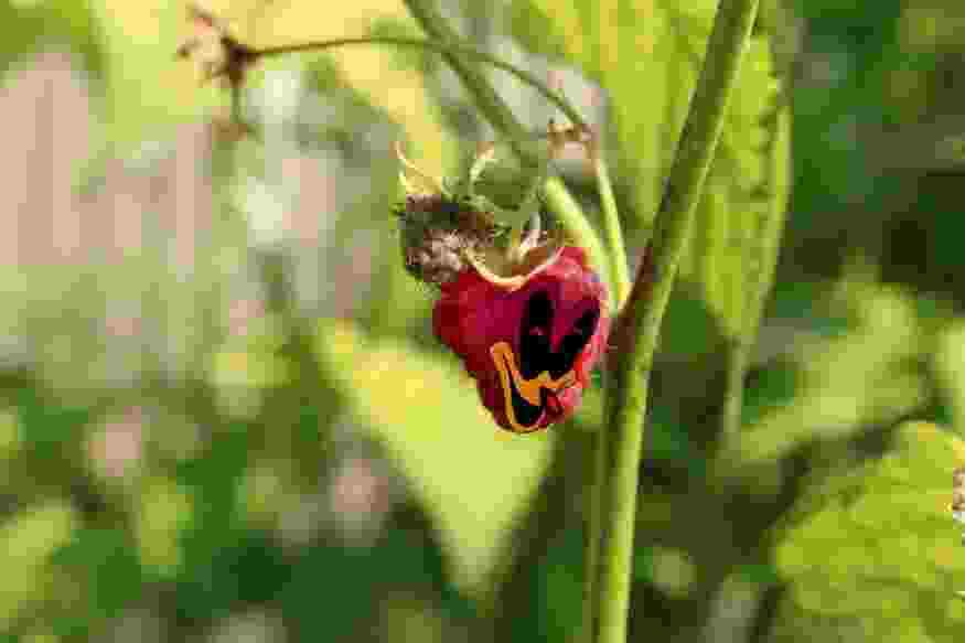 TORDLE 💥 COMMS OPEN!!! tweet media