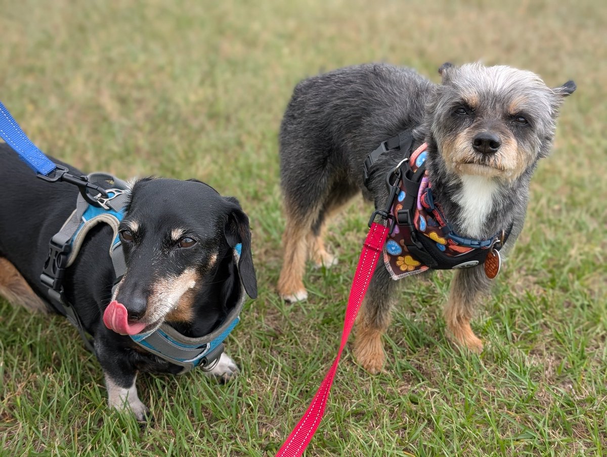 Ivan and Jack ❤️🐾