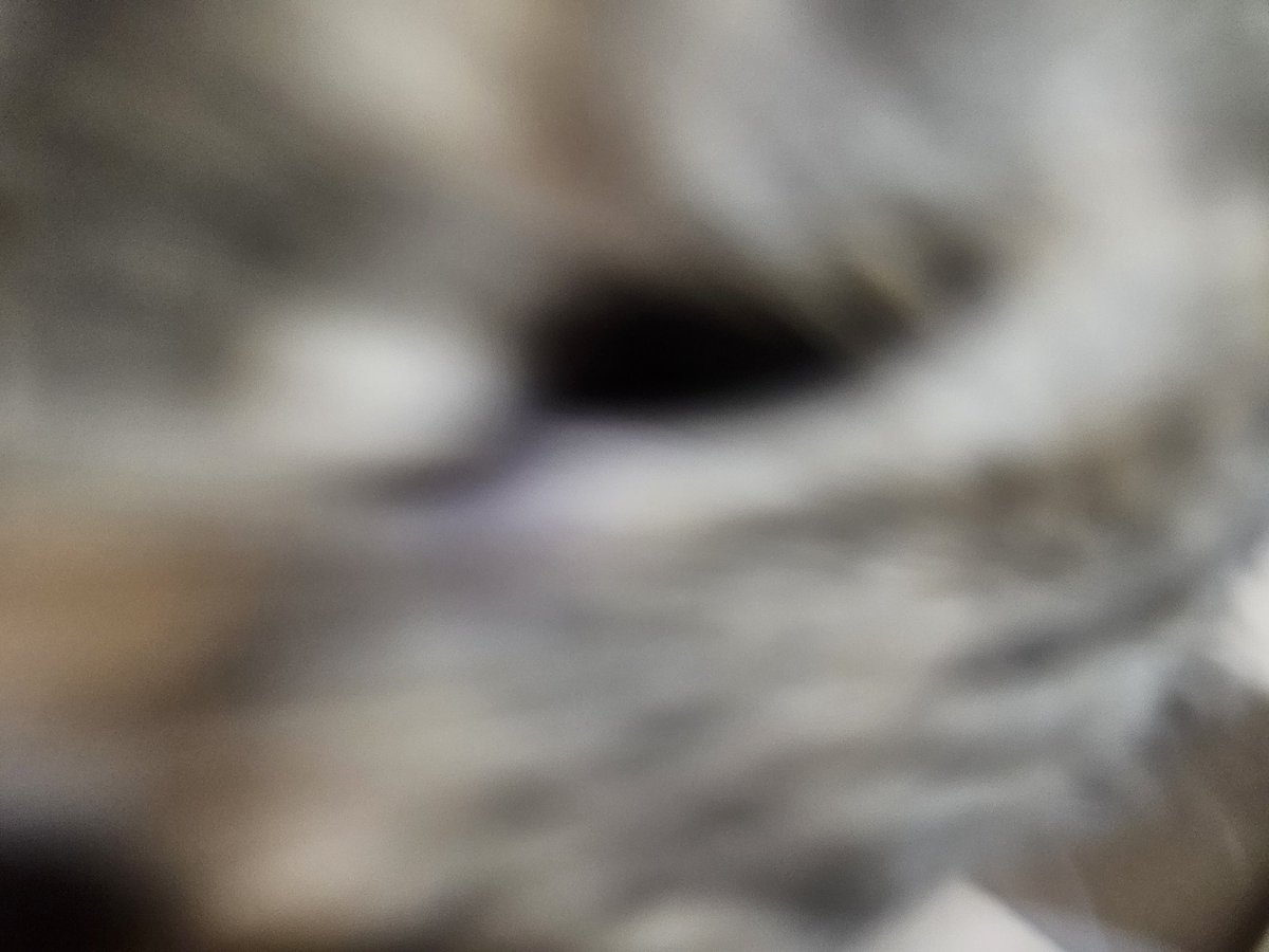 夏洛特 過勞版 tweet media