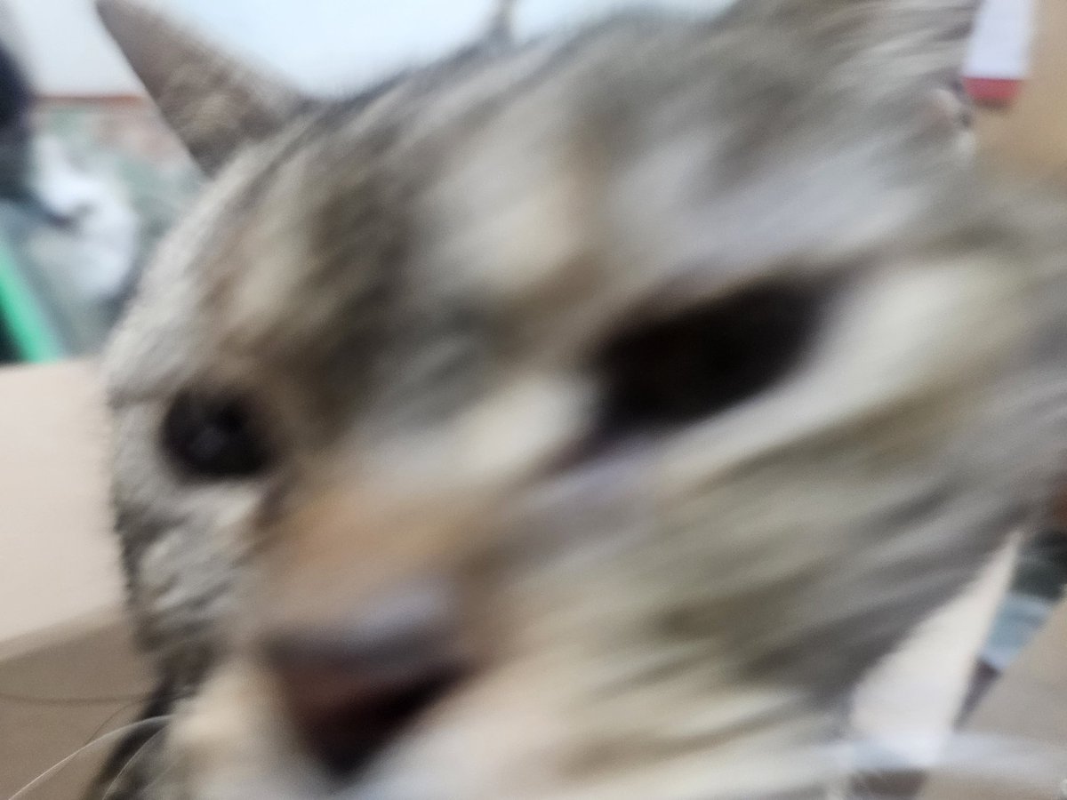 夏洛特 過勞版 tweet media