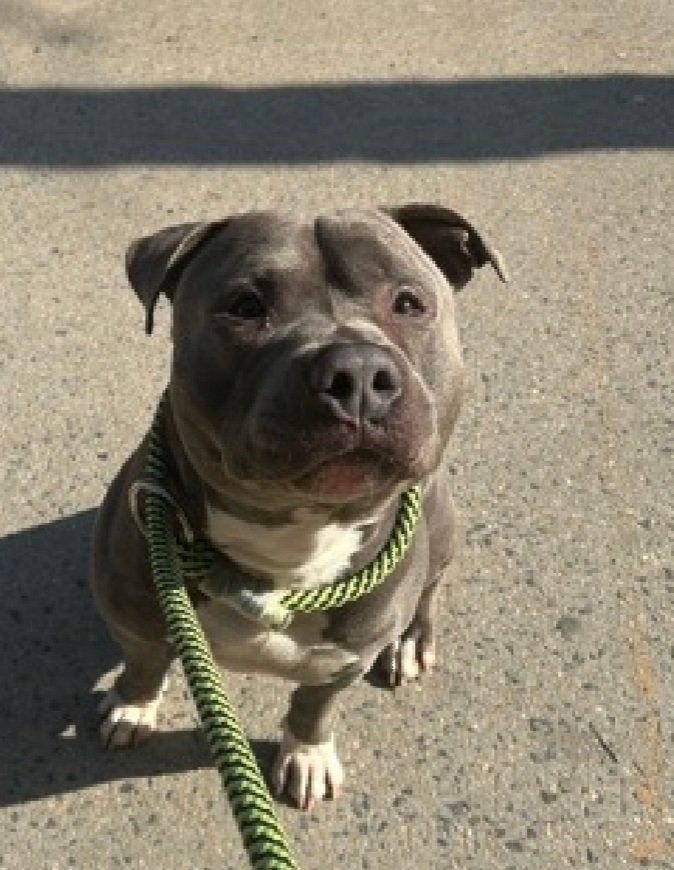 MorgFairsdogs's tweet image. Jax 250700
Kill Command 
#NYCACC #RescueOnly 
He is a cute 2 yr old
Brought in by 👮‍♂️ after wellfare check of unconscious person (owner)
Bit 👮‍♂️, protecting owner
Has warmed up to staff
Needs exp home w/time to decompress 
Save Jax!
#Pledge4Rescue #foster #adopt
