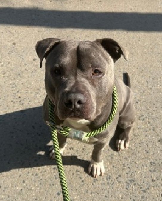 MorgFairsdogs's tweet image. Jax 250700
Kill Command 
#NYCACC #RescueOnly 
He is a cute 2 yr old
Brought in by 👮‍♂️ after wellfare check of unconscious person (owner)
Bit 👮‍♂️, protecting owner
Has warmed up to staff
Needs exp home w/time to decompress 
Save Jax!
#Pledge4Rescue #foster #adopt