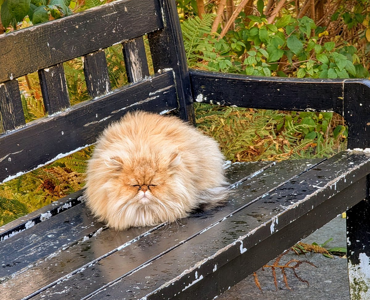 Rundmaus tweet media