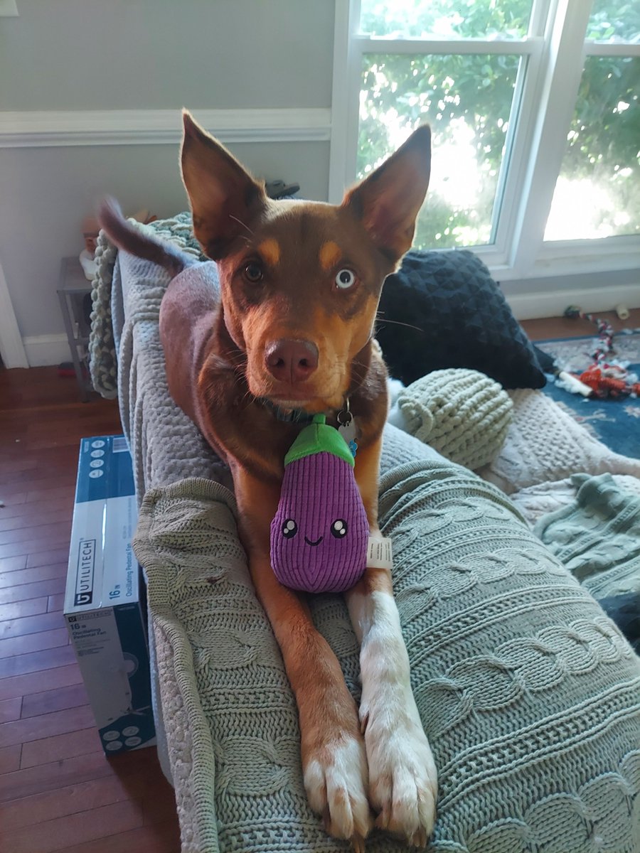 corysix6's tweet photo. @Brettdasovic @popculture_show The homie Rizzo with his eggplant plushie. 5 mins after this photo it was destroyed. #pccpets https://t.co/xo2LU5XRwz