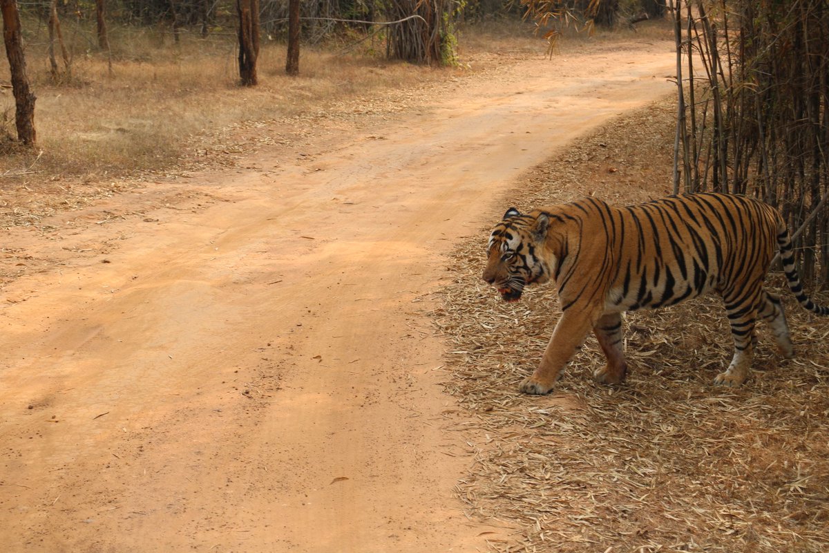 My cute friend from Bandavgarh tiger reserve. 🤣🤣

<a href="/gaurravbhrdwj/">Gaurrav bhrdwj</a> sir, kya yeh cute nahi hai ??