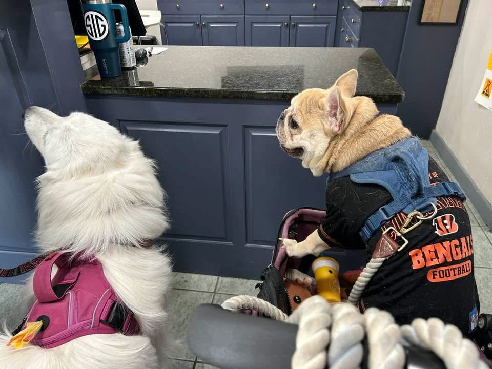 BrittAdams92's tweet image. “We came for the treats” @DaytonKOA #Camping #dogs