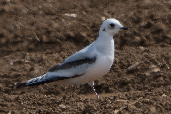 Lovely surprise Ross's Gull at Choseley/Thornham today. My first since the adult at Cley in 2006. Big thanks to finder <a href="/trevgirling/">Trevor Girling</a>