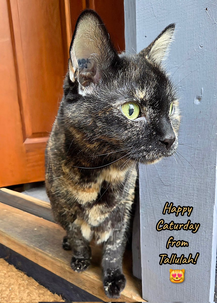 Happy Caturday from Tallulah! 😻 #Caturday #HappyCaturday