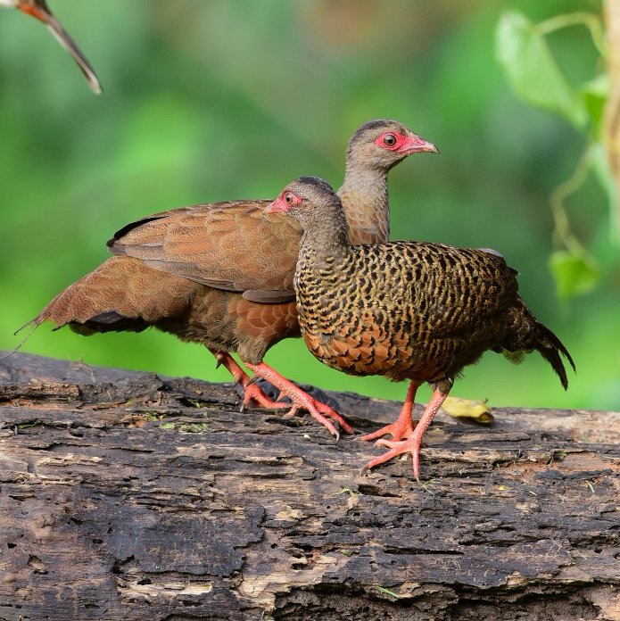 Vinaykumarshe14's tweet photo. Red spurfowl ( pair).
Hide 📸 Hebri Birding 
At Udupi Hebri Karnataka     🇮🇳
#hebribirding #Birdsofkarnataka
#Karnataka #NikonIndia
#BirdWatching
#wildlifephotography
#NaturePhotography
#Birds #Hide #BirdTwitter #ThePhotoHour 
#BirdLovers 
@IndiAves https://t.co/fGFOOHSa4z