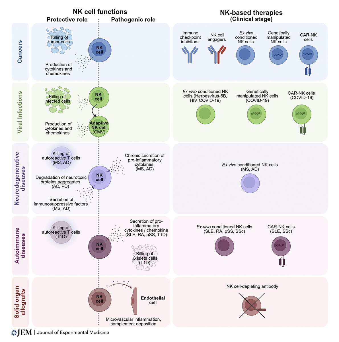 JExpMed's tweet image. Bringing Natural killer cells to the clinic: opportunities beyond #cancer. Review from Marjorie Cayatte, Valentin Picant, Marie Vétizou, and Eric Vivier: hubs.la/Q04byCNx0 

📘 Part of JEM #Immunology collection 👉 hubs.la/Q04byGBk0

#AAI2026