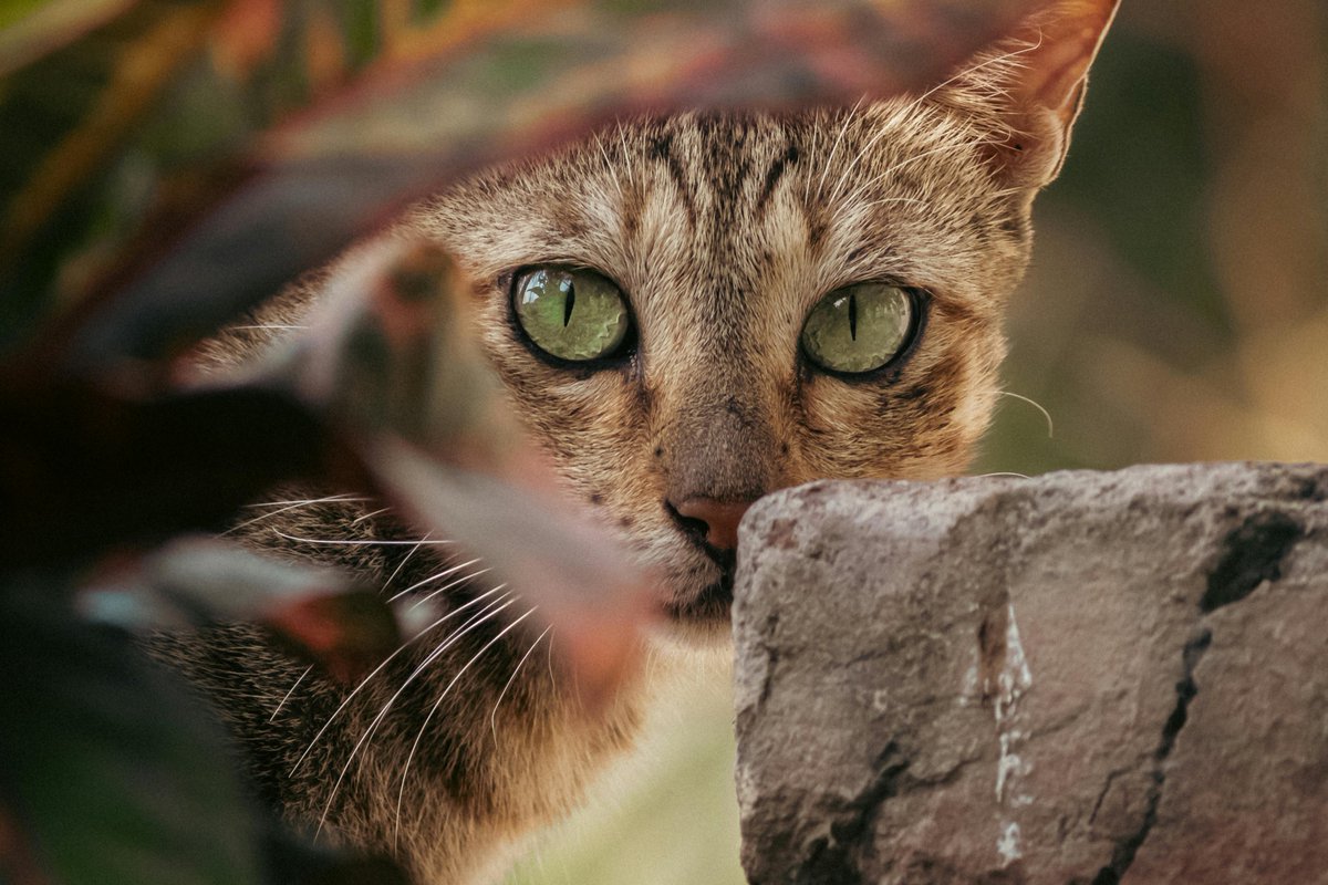 Billy Hallowes tweet media