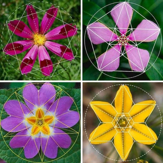 “But in my opinion, all things in nature occur mathematically.”

― Rene Decartes