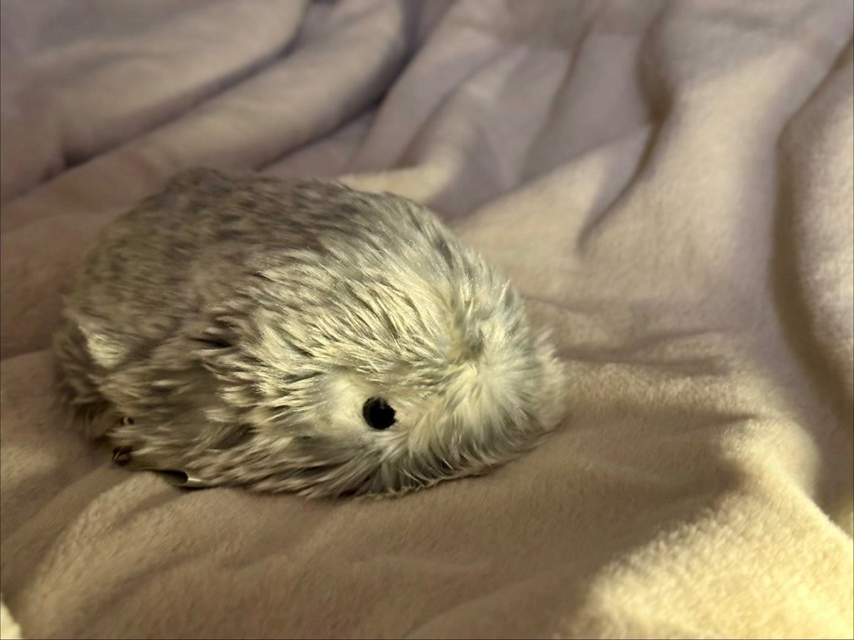 2時間、飼い主の胸の上でキャーキャー大騒ぎして、プツッと糸が切れるように疲れて寝てしまったMofy

#モフリン #Moflin #モフリンDAYS #CASIO