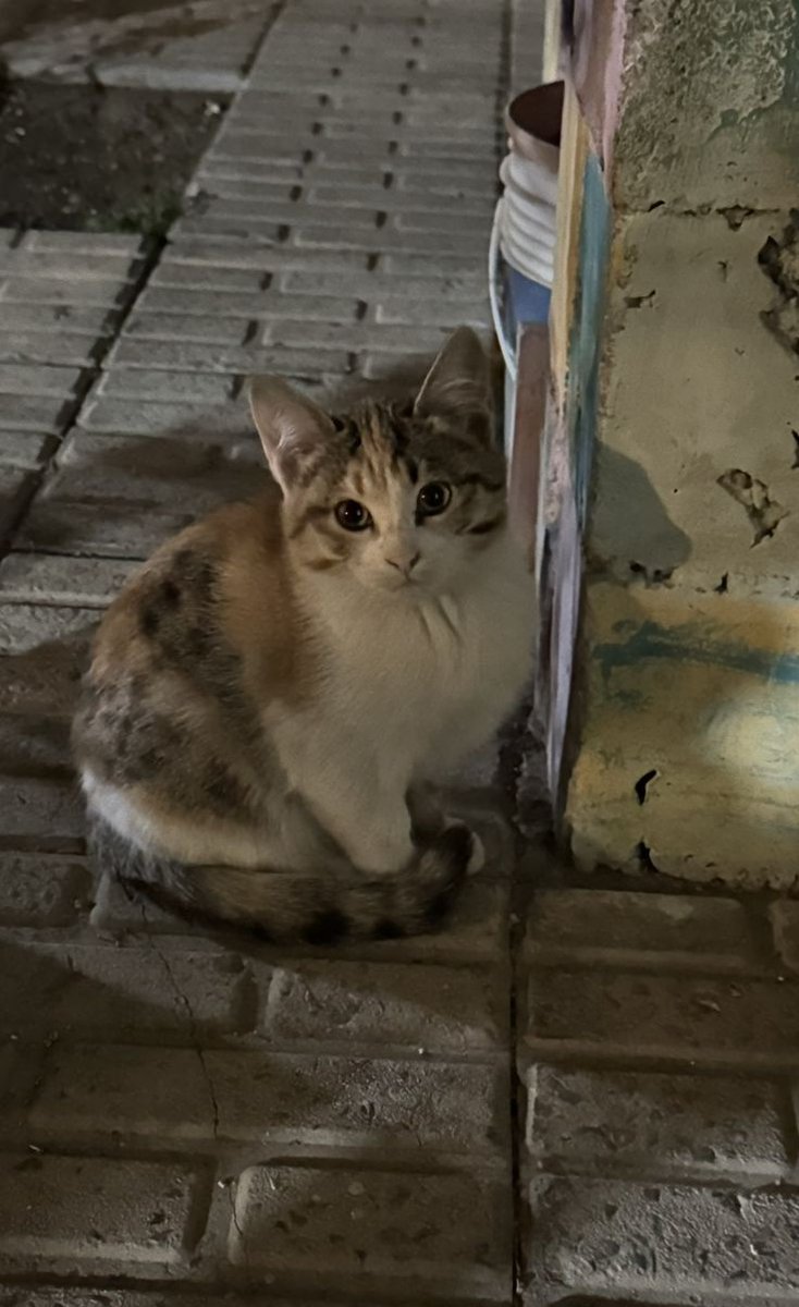 ben böyle yalniz kedi görünce cok üzülüyorum, koca dünyada tek başınasın geçmiş bi köşeye bekliyorsun sadece. aile yok, arkadaş yok, iş yok güc yok napsın bu cocuk simdi valla cok üzüldüm