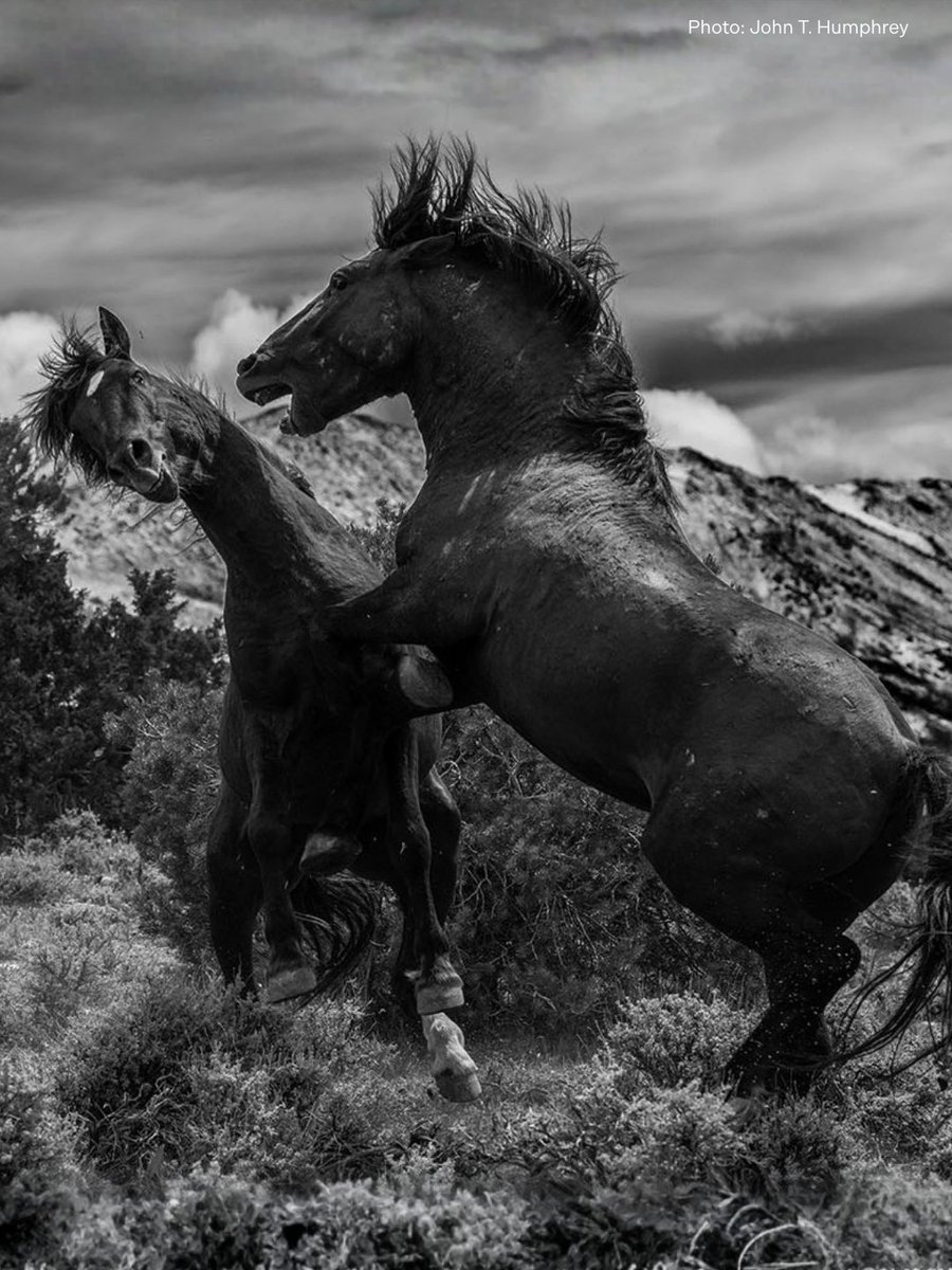 American Wild Horse Conservation tweet media