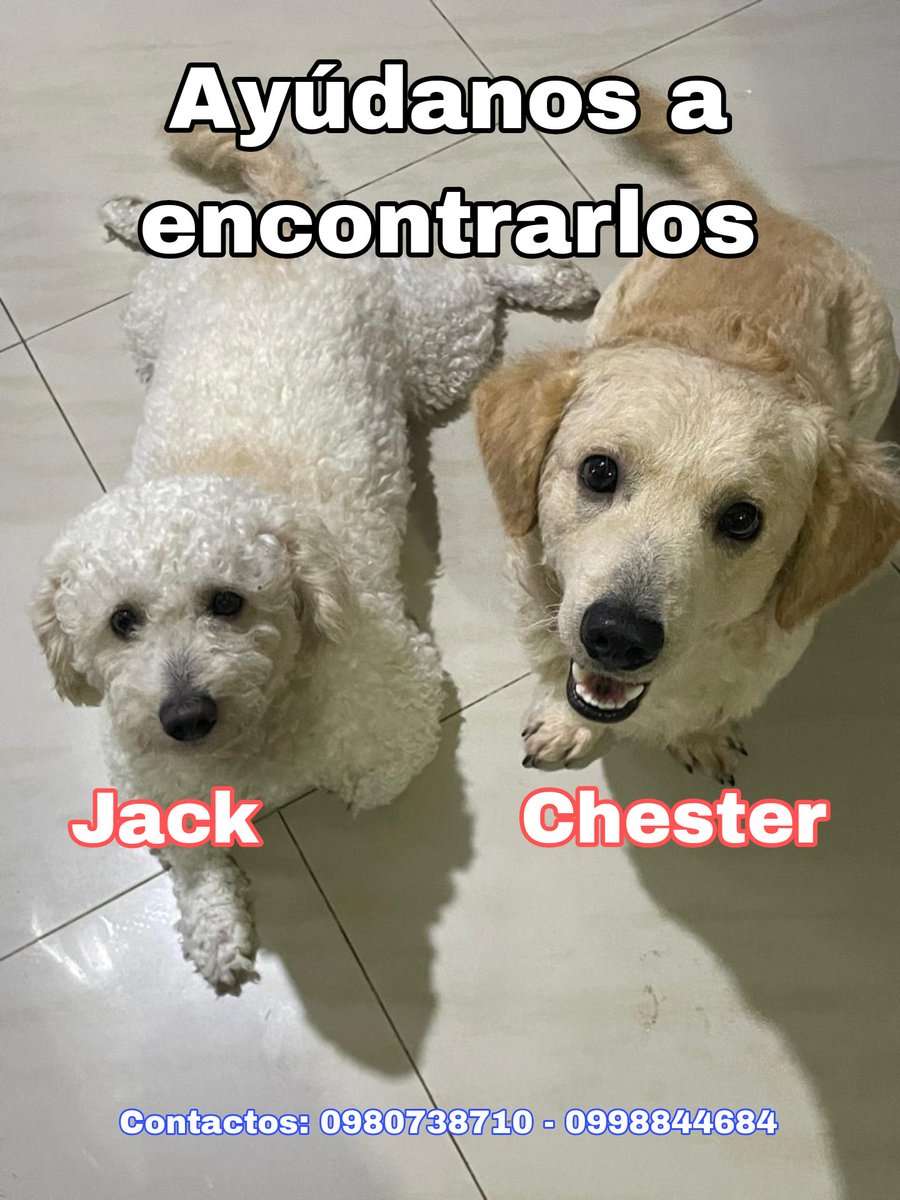 ComunidLaAurora's tweet photo. #AlertaMePerdi 

Ayúdanos a encontrar a Jack y a Chester, los vieron la última vez por plaza garden 2 por la casa del encebollado como a las 10.30 en La Joya.

@AlertaMePerdi @DefensoresAn 

#LaAurora https://t.co/HdVt9rG3nQ
