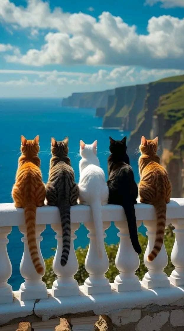 NonPaper11's tweet image. #cat #view