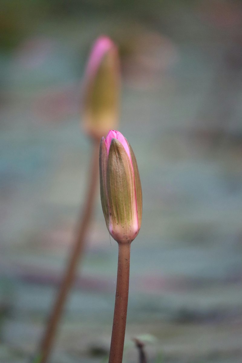 james bryan acain tweet media