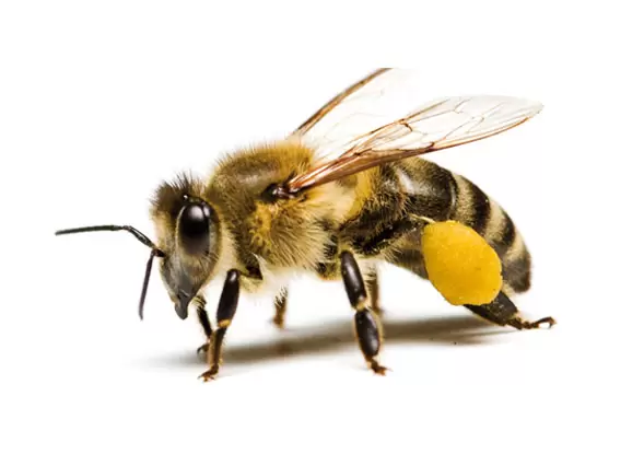 Polscy Ekolodzy 🟢☮️ tweet media