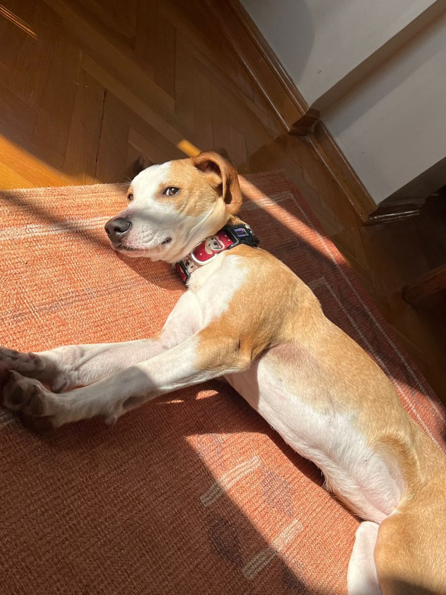 animallover tweet media