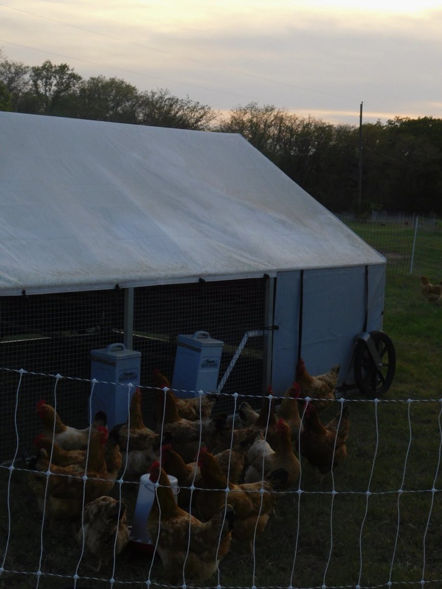 AAcresTX's tweet image. #chicken #farming