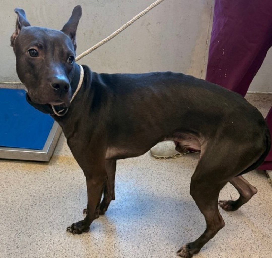 MorgFairsdogs's tweet image. Wolly 251435
Kill Command 
#NYCACC #RescueOnly 
He is a shy 1 yr old puppy 🐶 
Getting zero chances 
Tense on walks &amp;amp; during attempts to interact with him
Social &amp;amp; affectionate in prev home 
Needs exp all adult home 
Help save Wolly!
#Pledge4Rescue #foster #adopt