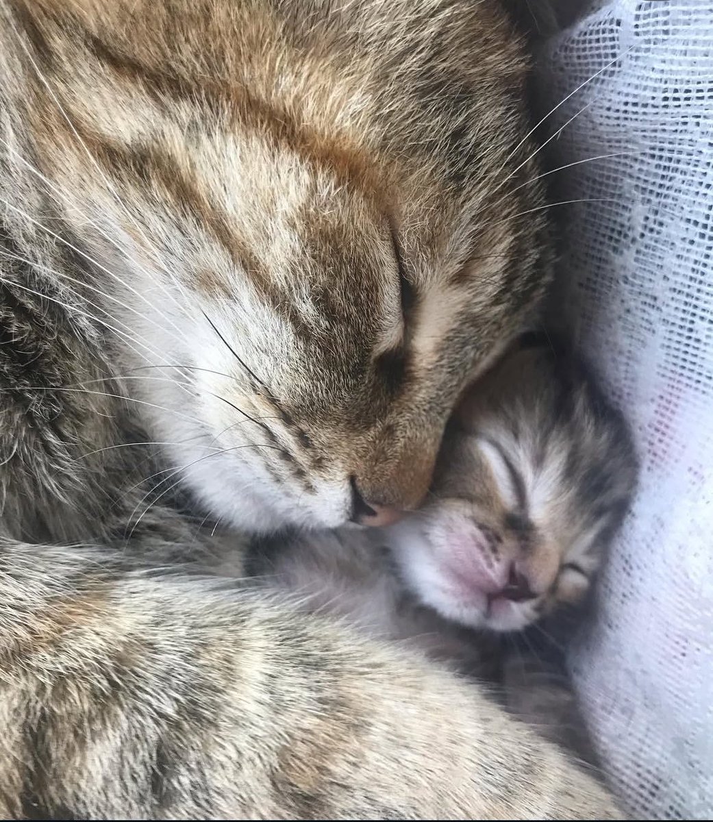 véronique tweet media