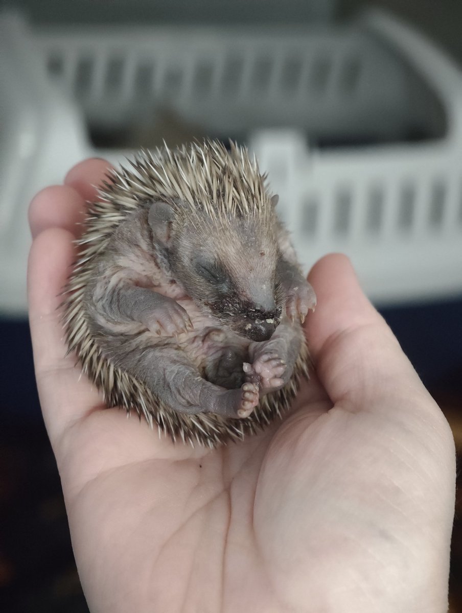 SpaceKaeru tweet media