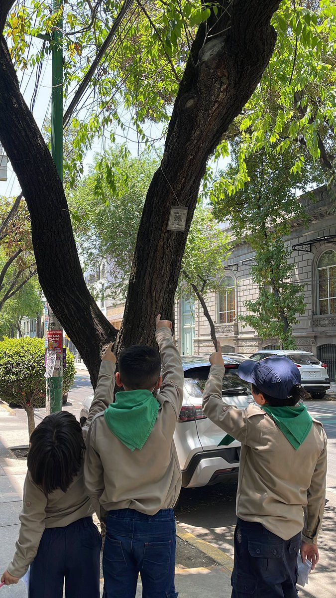 santamariaNATSO's tweet photo. Reportando vida desde ArbolGO. #NS117RC88 #ArbolGO https://t.co/qTpG9Aj0Uz