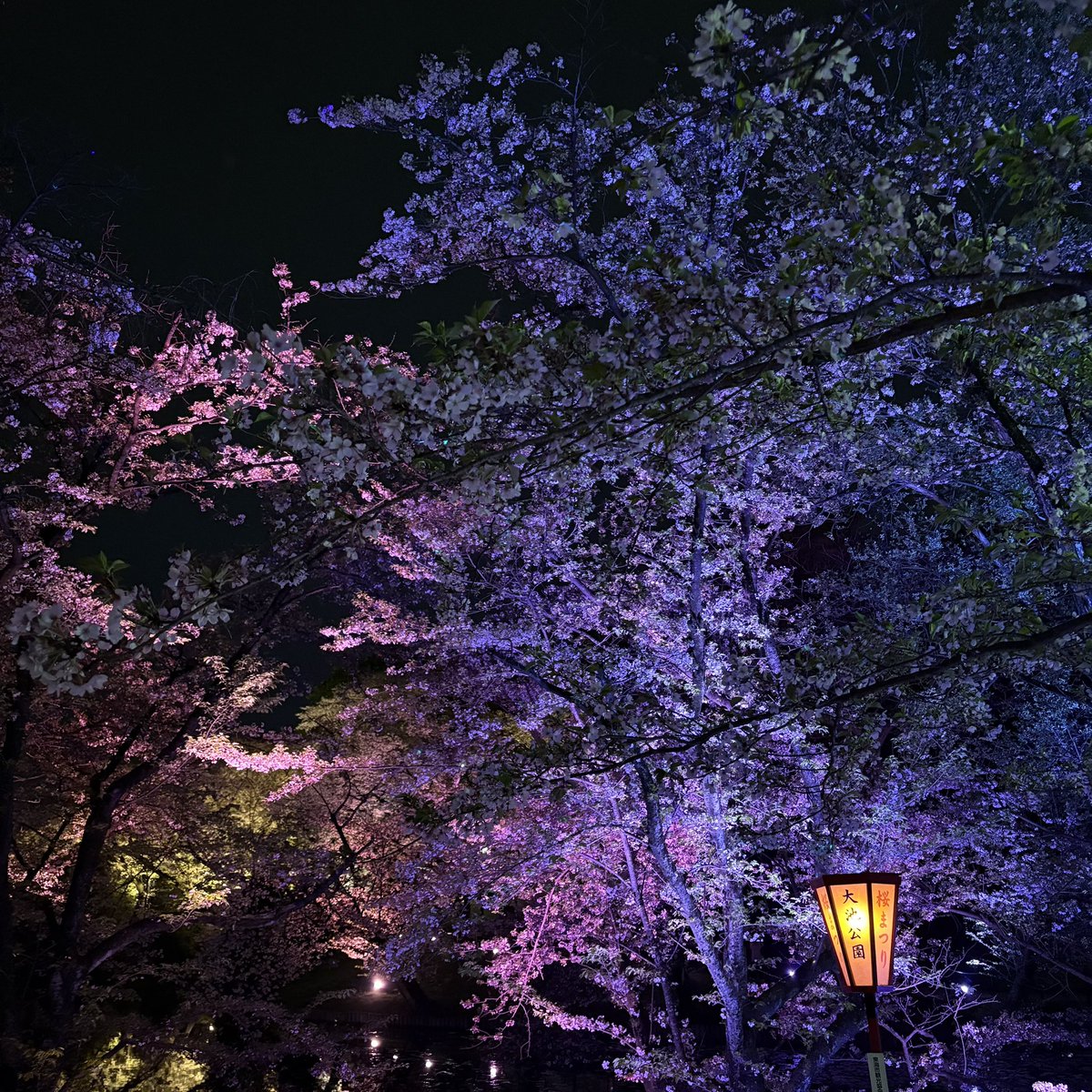 Sabaa_____'s tweet photo. 今年も一緒に見に行ったけど
花よりポテトのひと🍟👍🏻 https://t.co/pfpyQYCJw6
