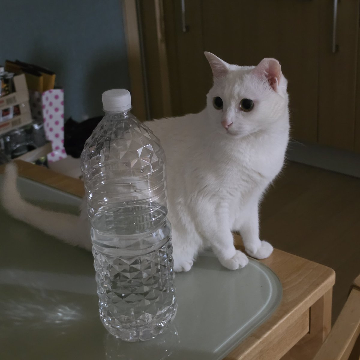 cutecat_MM's tweet photo. 내 고양이 2리터 물병만하네 https://t.co/g9BCxKP4aH