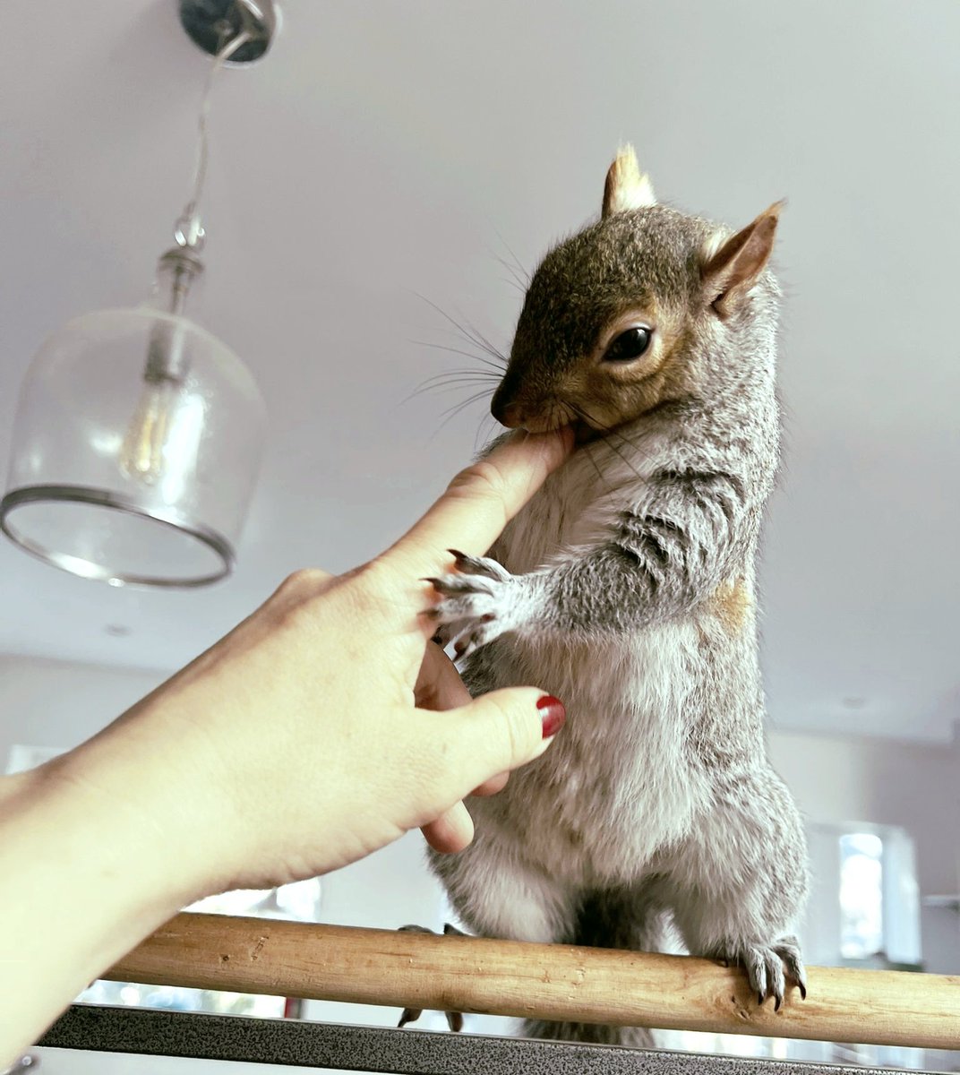 Urban Squirrels, wildlife rescue, animal ethics. tweet media