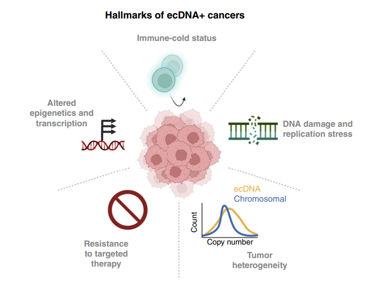 CD_AACR's tweet photo. Attending the #AACR26 Educational Session on #ecDNA in Cancer Evolution? Find out everything you need to know in this review by session chair Paul Mischel - A Guide to Extrachromosomal DNA: Cancer’s Dynamic Circular Genome https://t.co/9cV2dyBX1U https://t.co/n4lda31Ix5