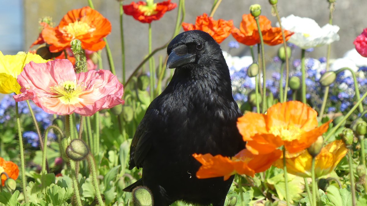 Jason Cann tweet media