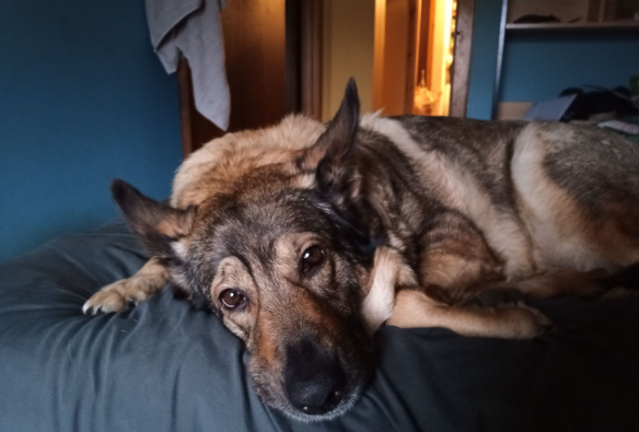 Shetland Guy. tweet media